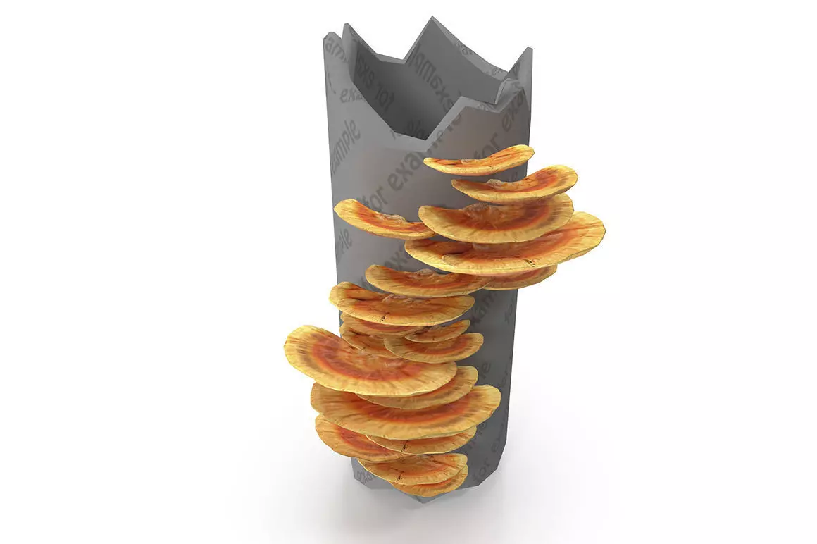 Tinder fungus V1 Low-poly 3D model_0