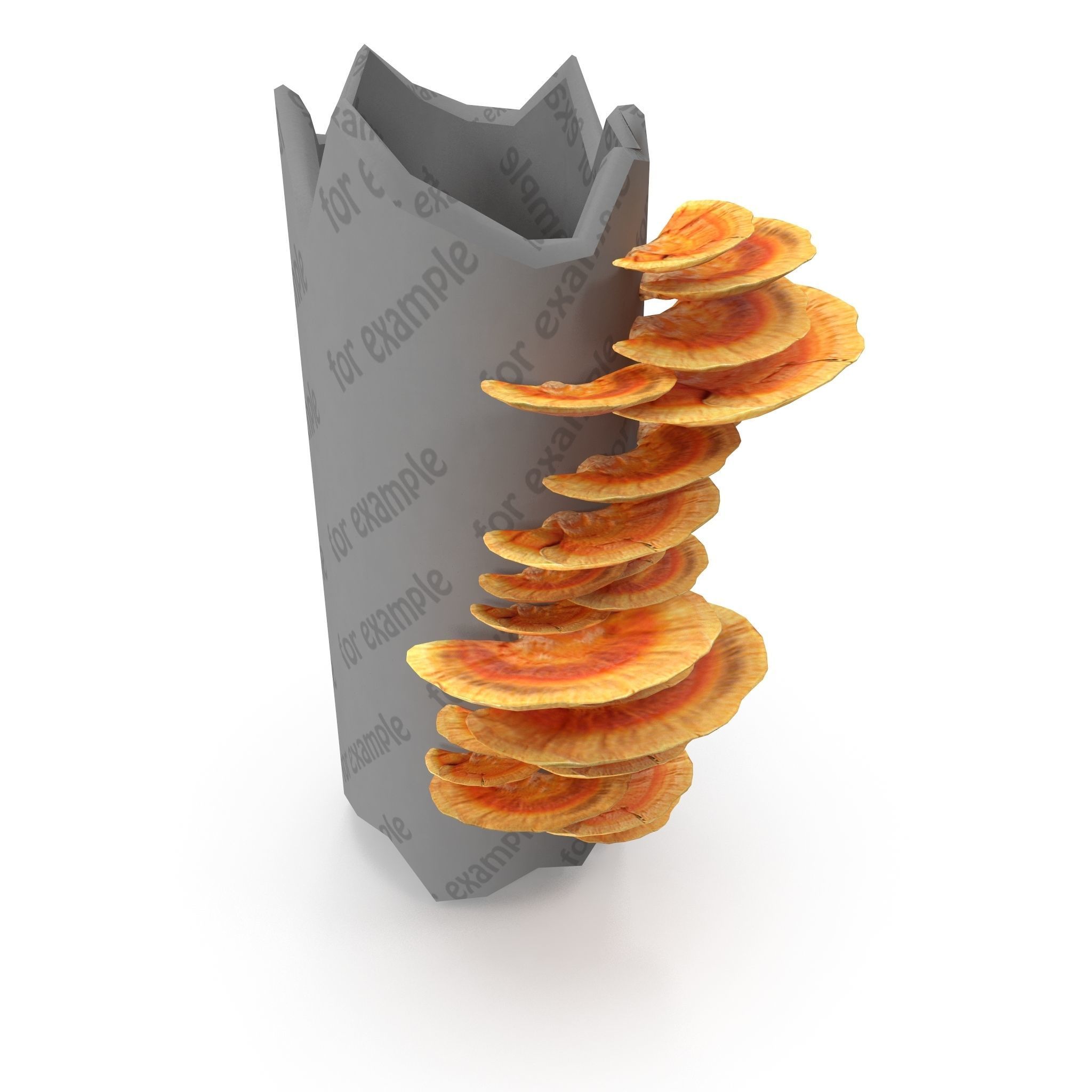 Tinder fungus V1 Low-poly 3D model_1