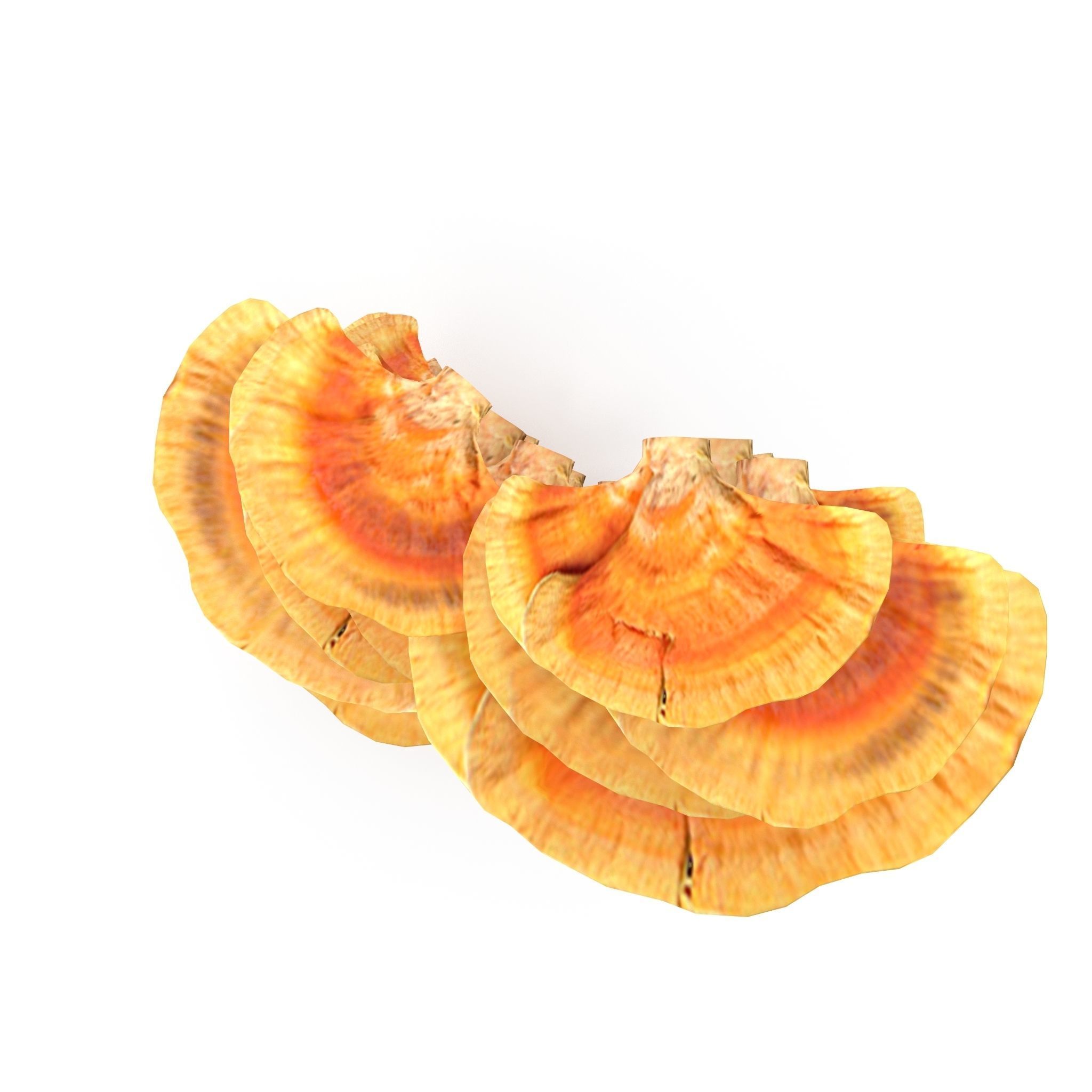 Tinder fungus V1 Low-poly 3D model_4