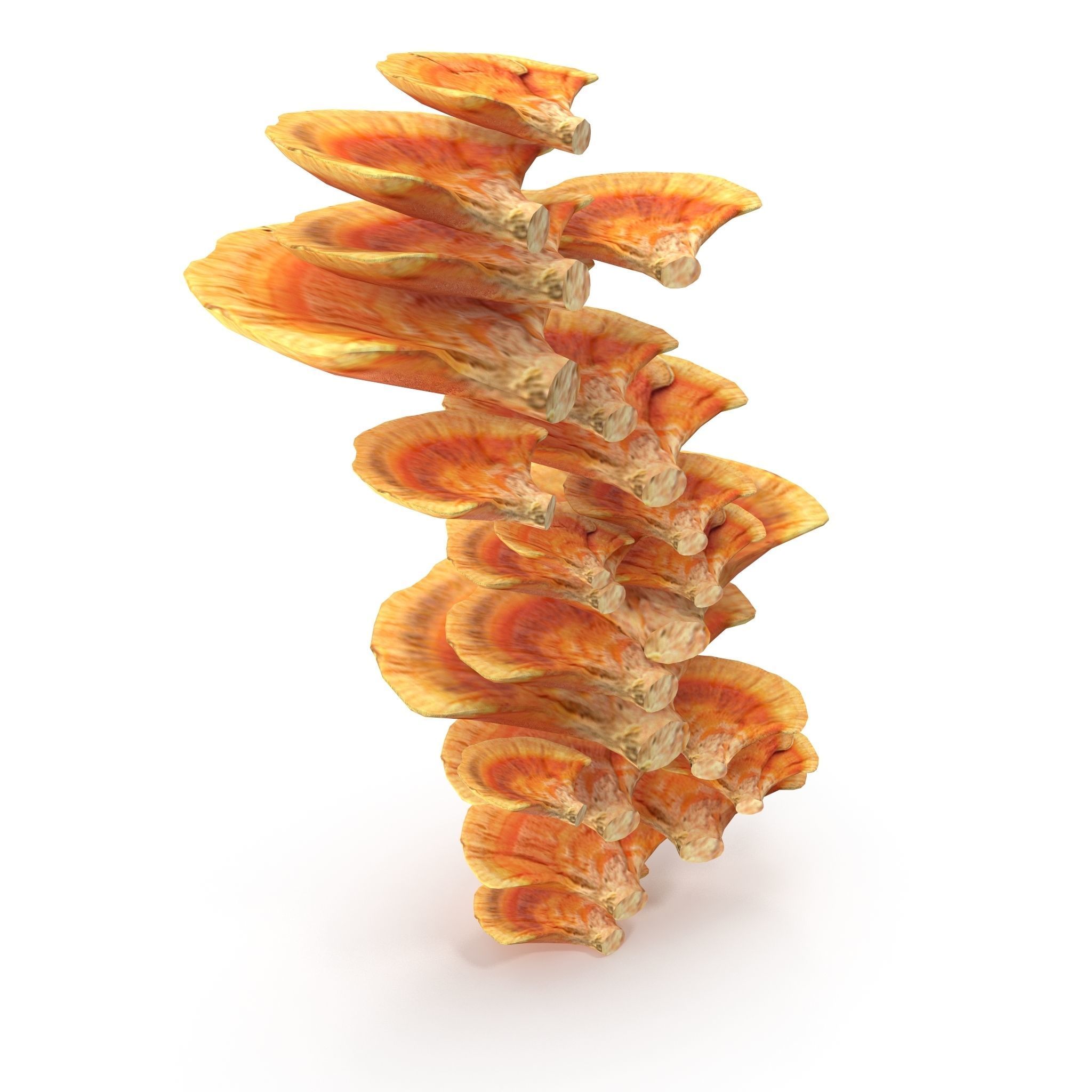 Tinder fungus V1 Low-poly 3D model_6