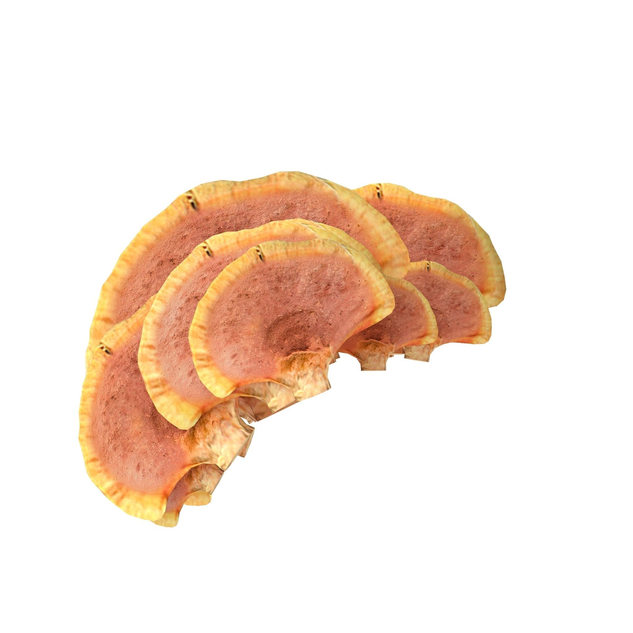 Tinder fungus V1 Low-poly 3D model_5