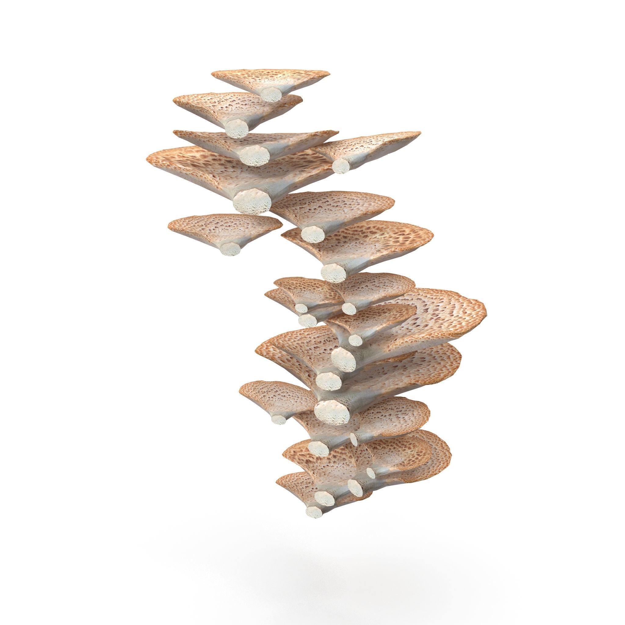 Tinder fungus V2 Low-poly 3D model_7