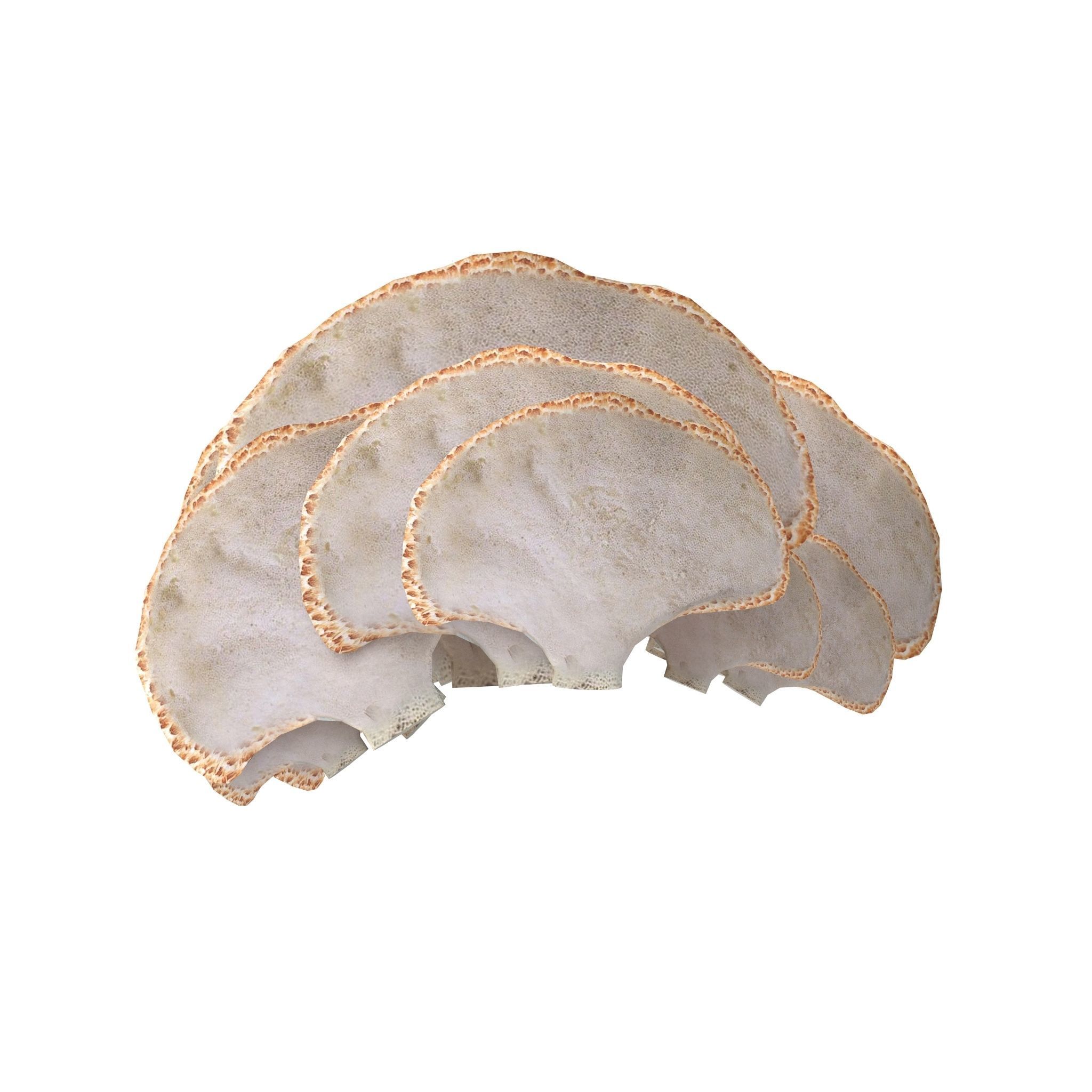 Tinder fungus V2 Low-poly 3D model_6