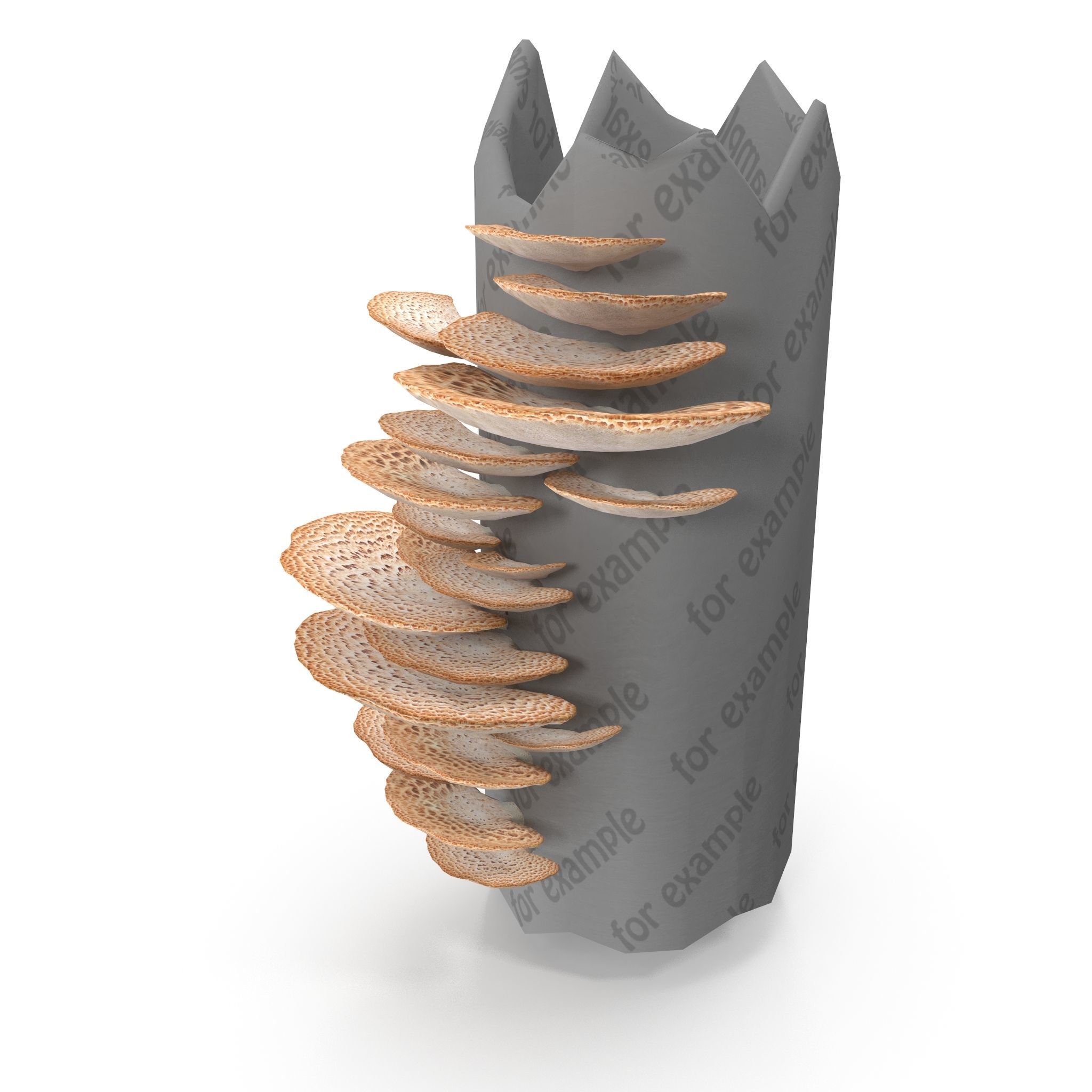 Tinder fungus V2 Low-poly 3D model_4