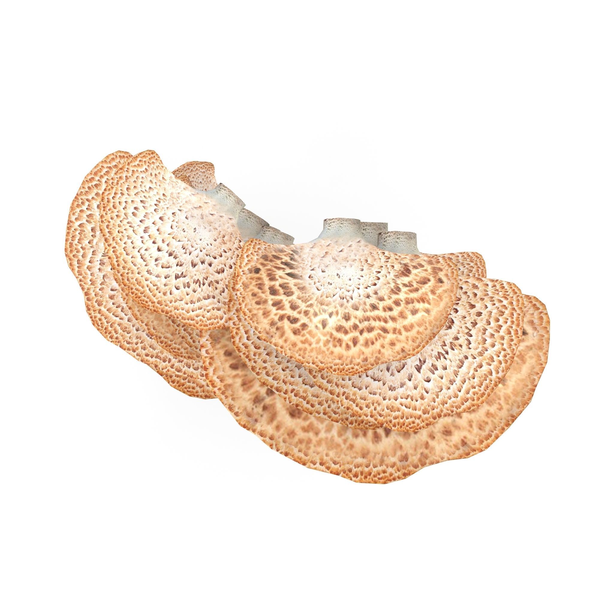 Tinder fungus V2 Low-poly 3D model_5