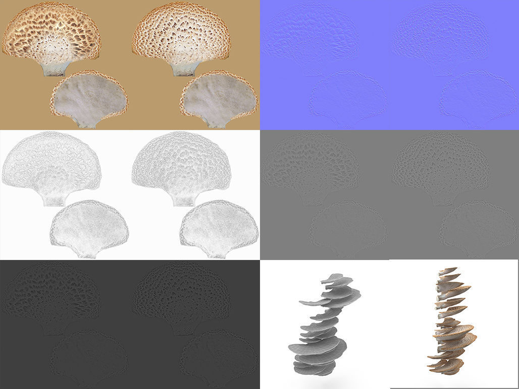 Tinder fungus V2 Low-poly 3D model_2