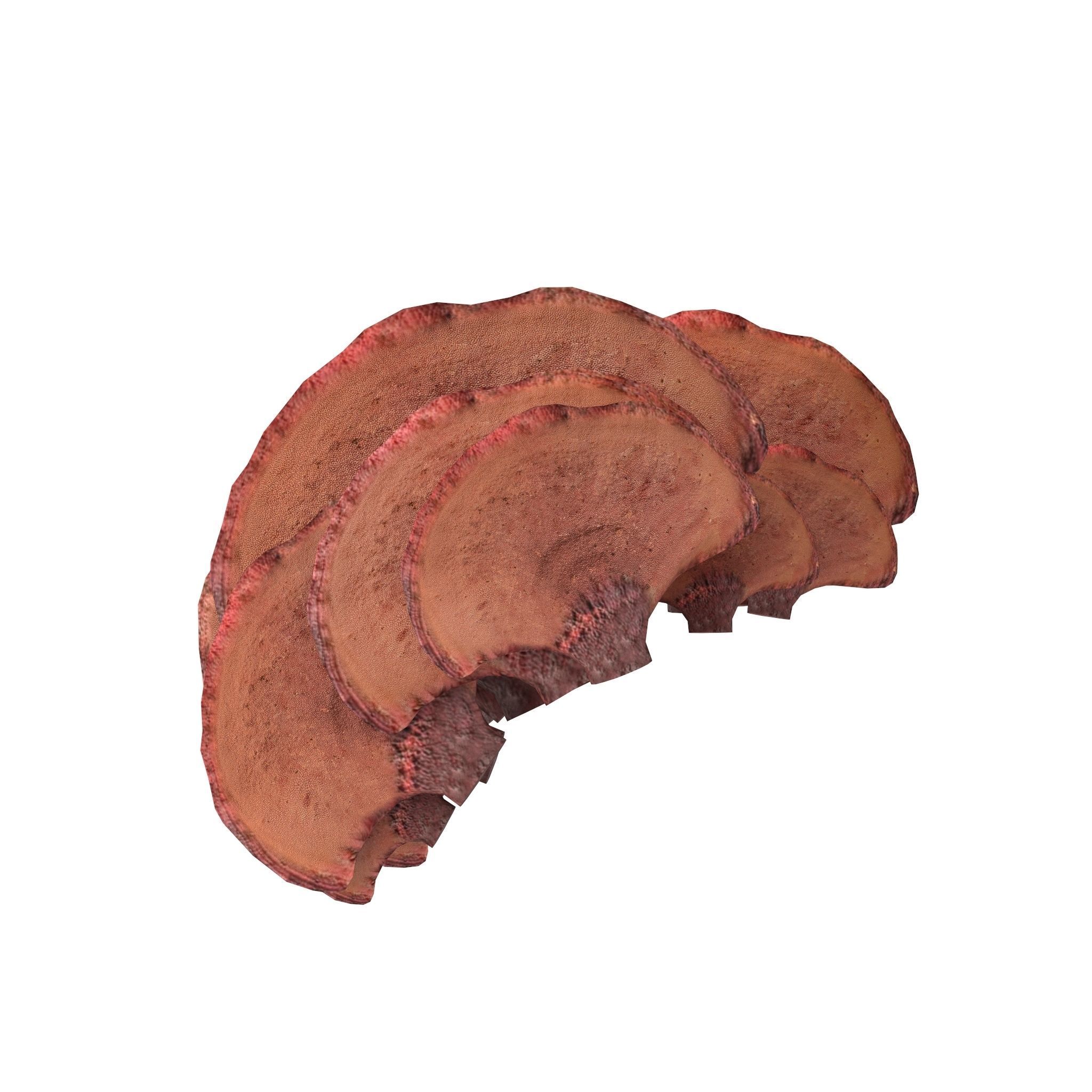 Tinder fungus V3 Low-poly 3D model_4