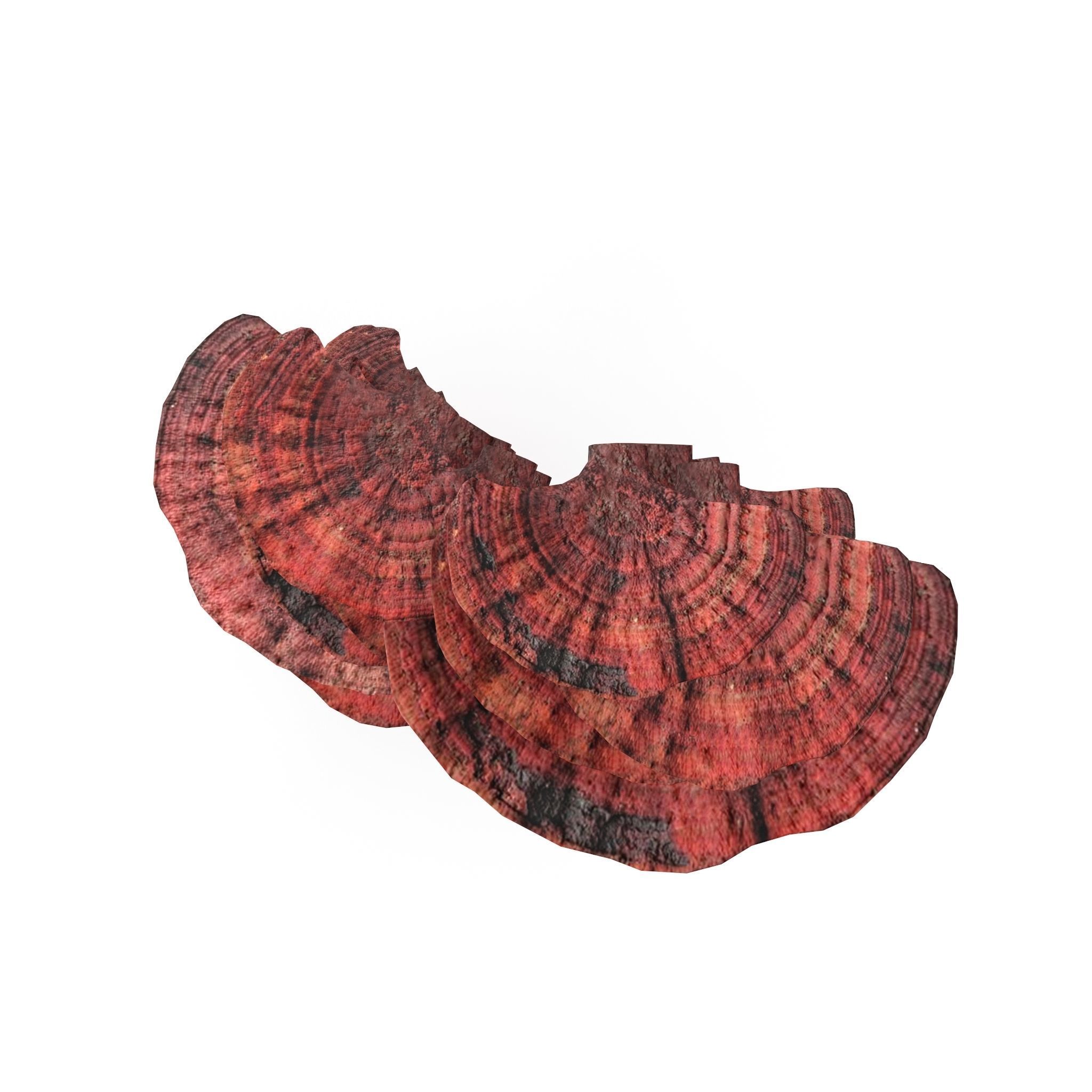 Tinder fungus V3 Low-poly 3D model_3