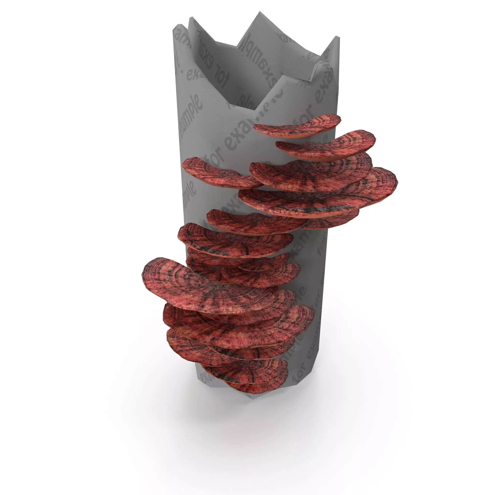 Tinder fungus V3 Low-poly 3D model_0