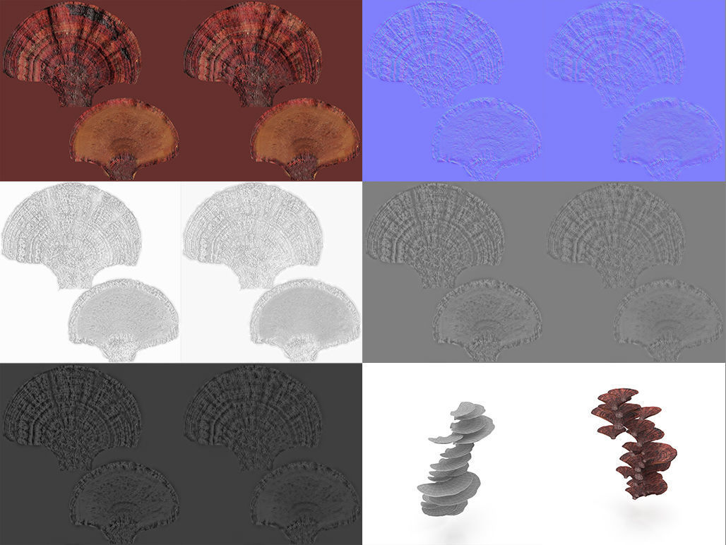 Tinder fungus V3 Low-poly 3D model_7