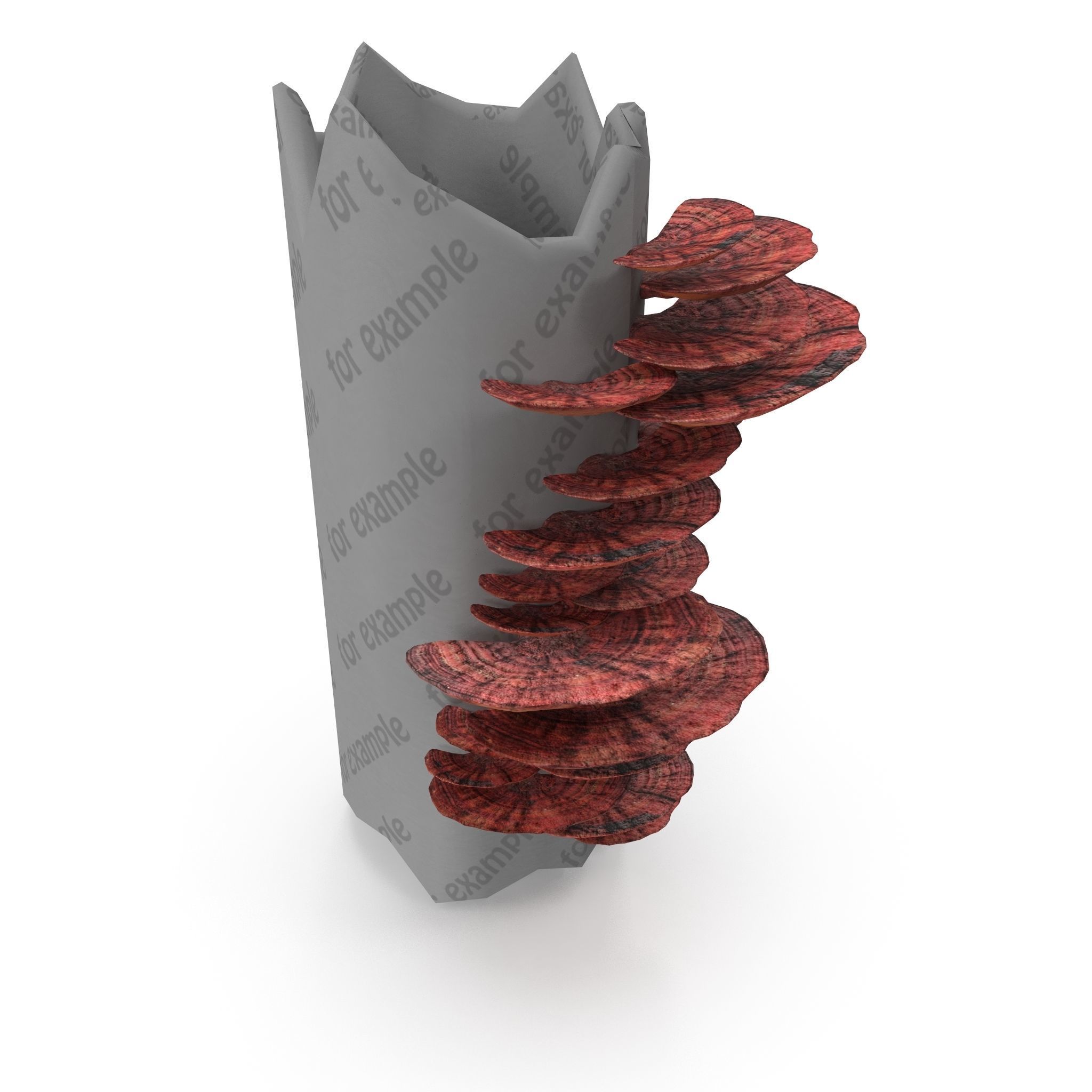 Tinder fungus V3 Low-poly 3D model_1