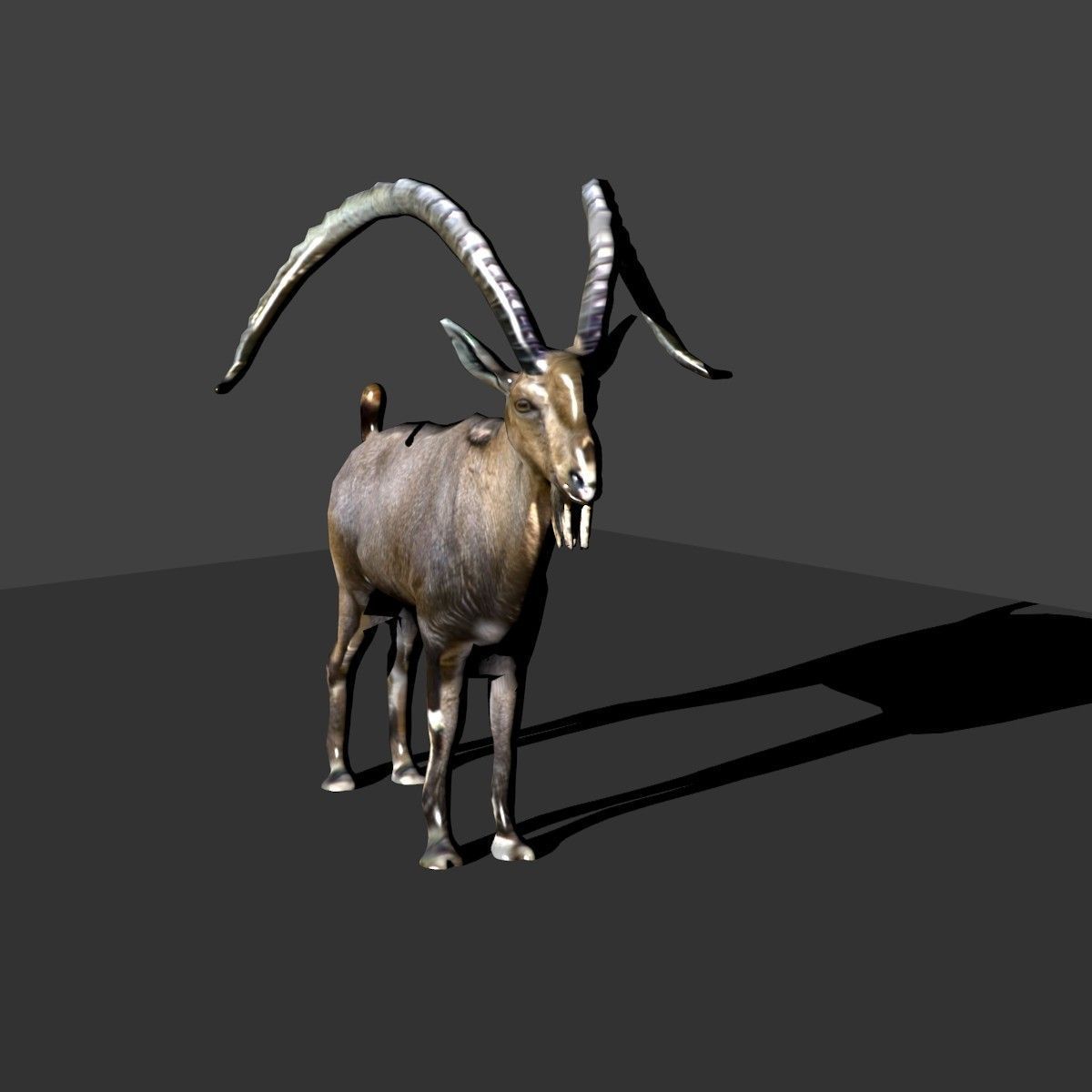 nubian ibex 3D model_5