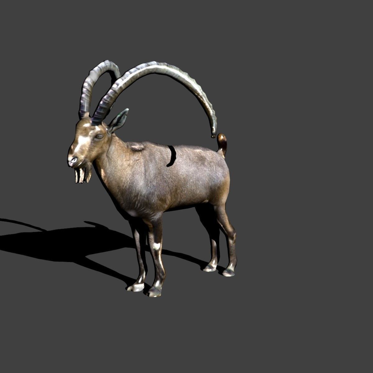 nubian ibex 3D model_3