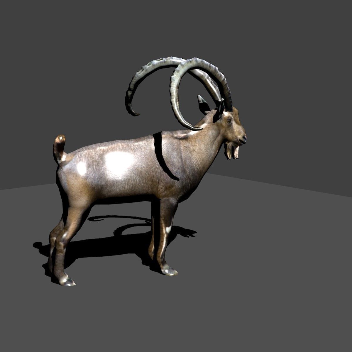 nubian ibex 3D model_4