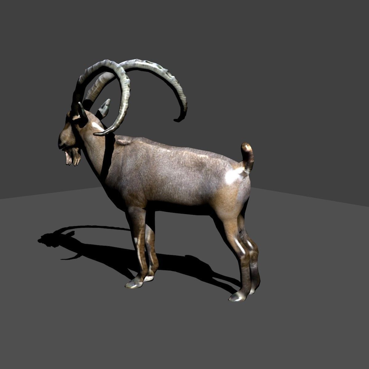 nubian ibex 3D model_2