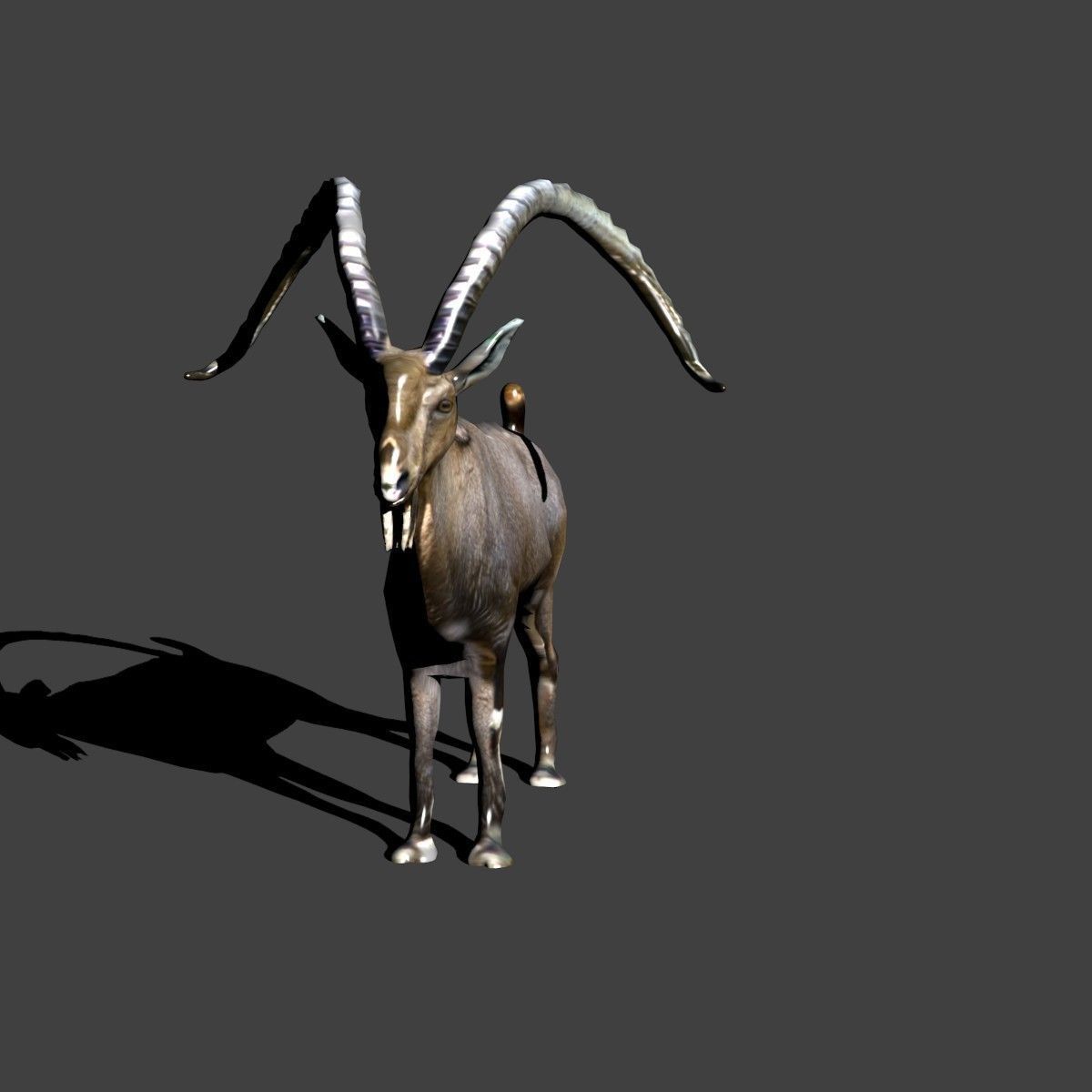 nubian ibex 3D model_1