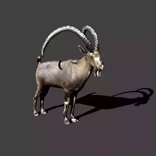 nubian ibex 3D model