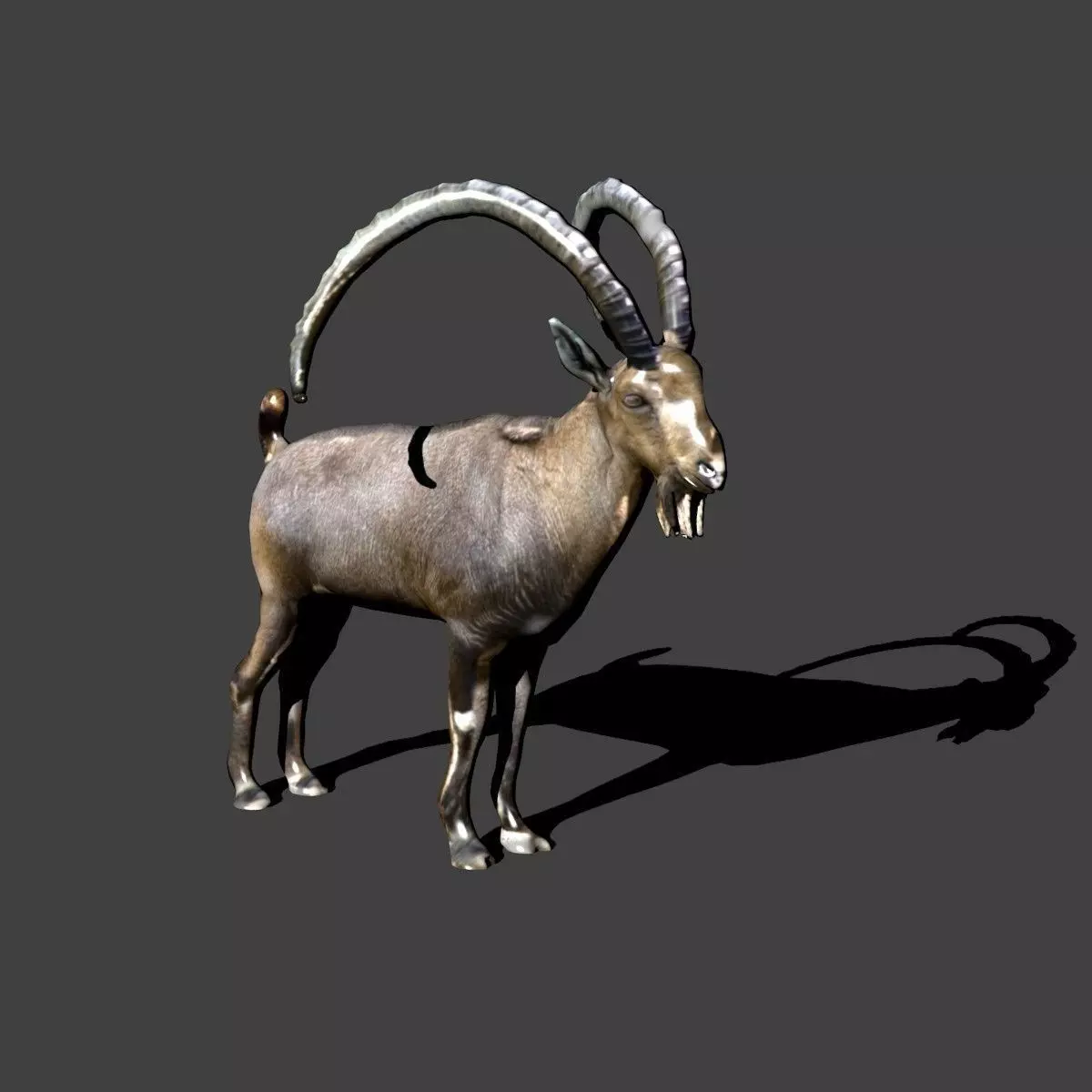 nubian ibex 3D model_0