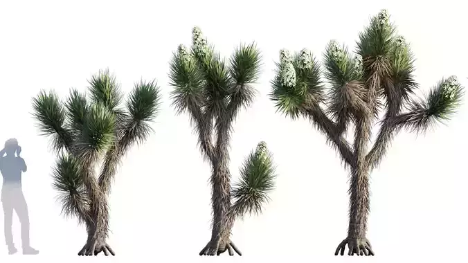 Yucca Brevifolia - Joshua Tree - 01