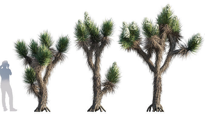Yucca Brevifolia - Joshua Tree - 01 3D model
