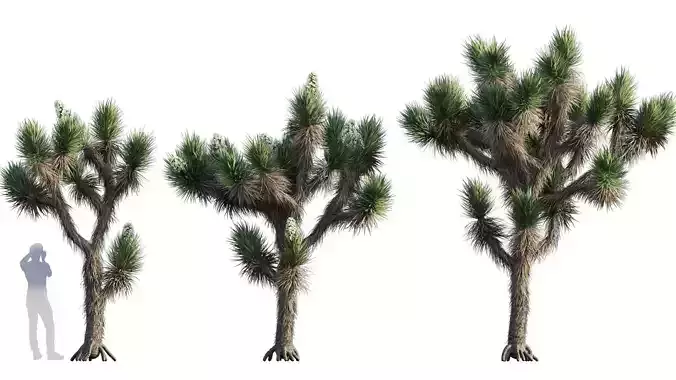 Yucca Brevifolia - Joshua Tree - 02