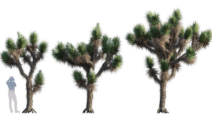 Yucca Brevifolia - Joshua Tree - 02 3D model