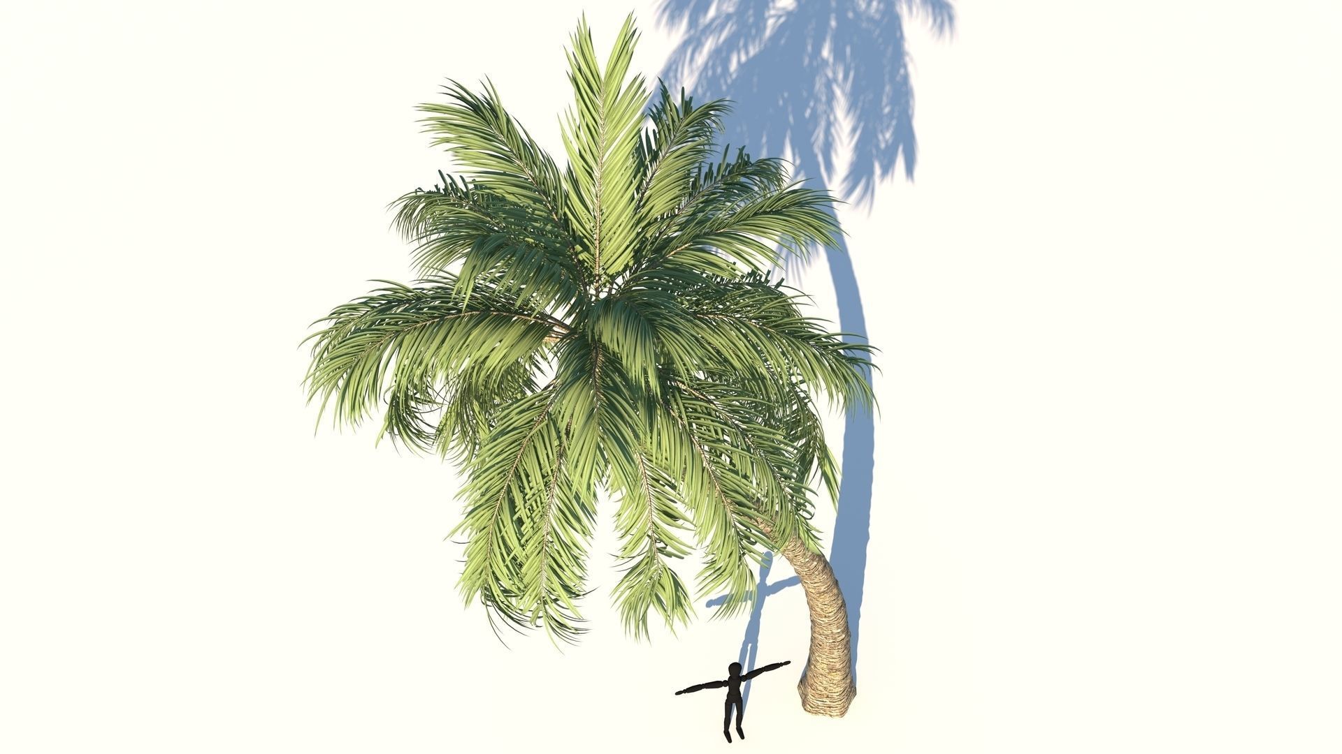 Coconut Palm Tree  Low-poly 3D model_3