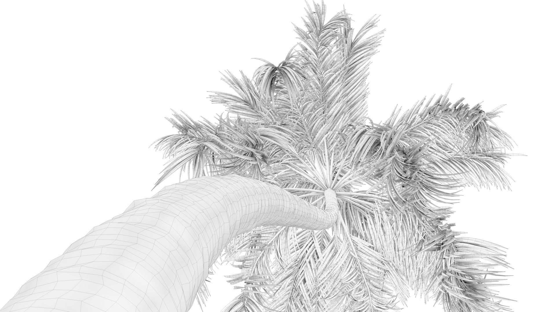 Coconut Palm Tree  Low-poly 3D model_10