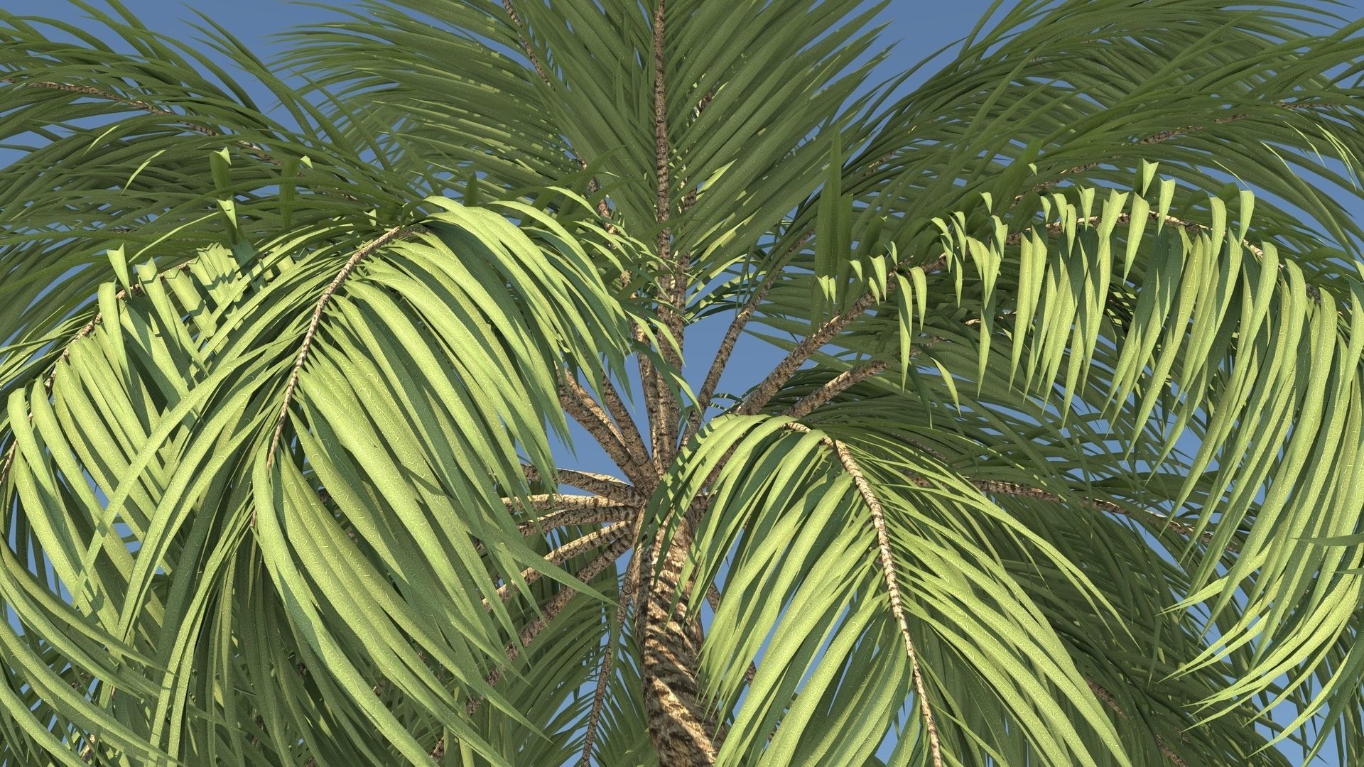 Coconut Palm Tree  Low-poly 3D model_6