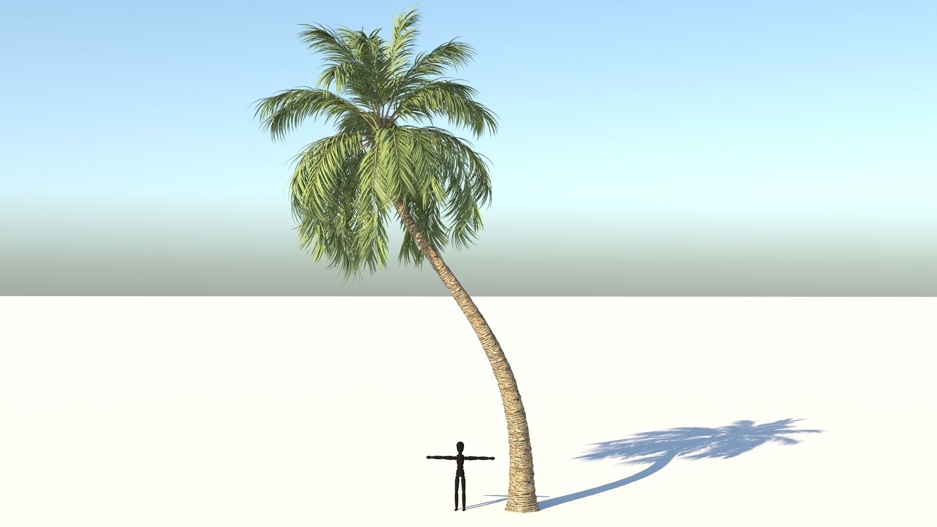 Coconut Palm Tree  Low-poly 3D model_1