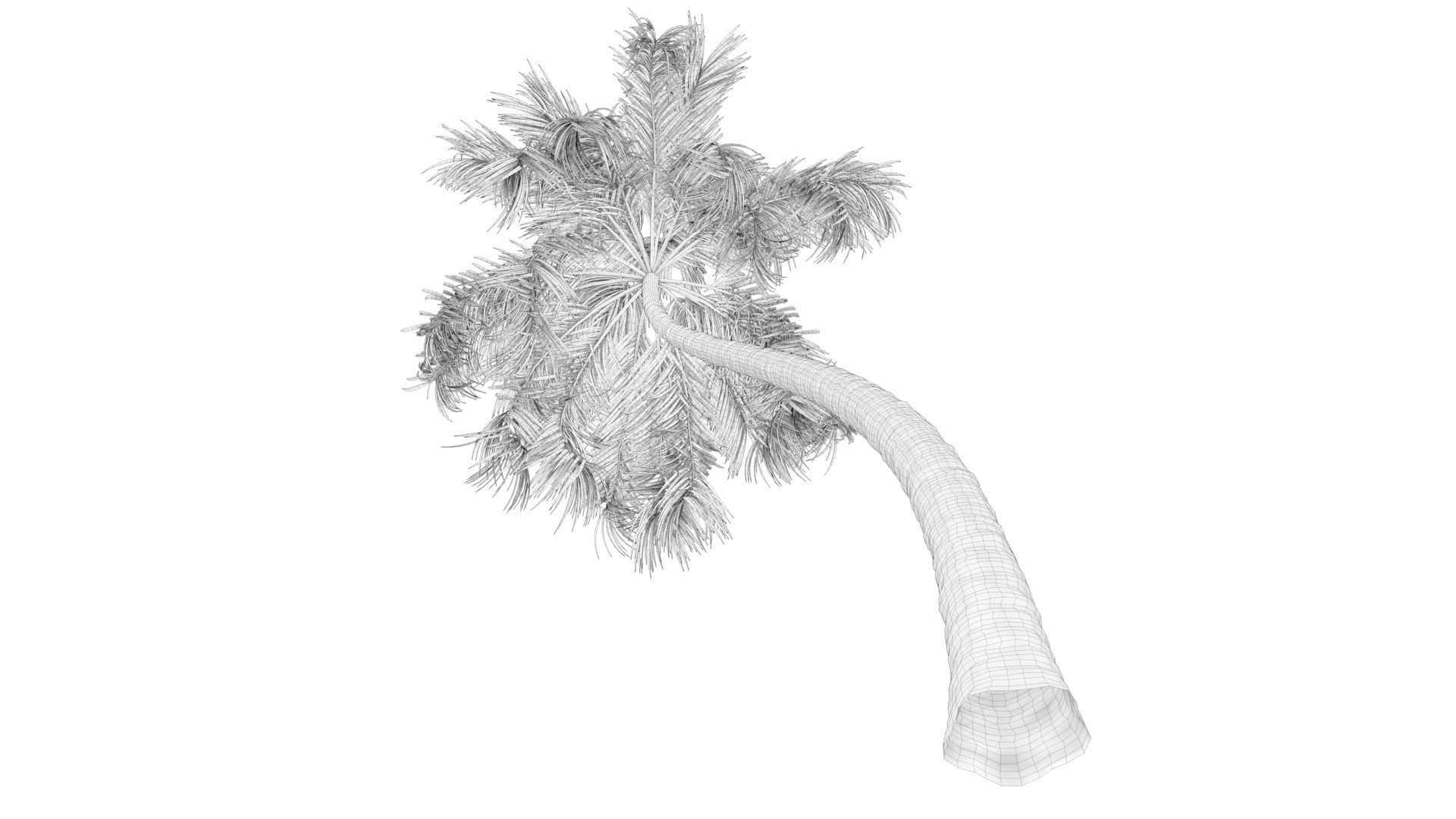 Coconut Palm Tree  Low-poly 3D model_8