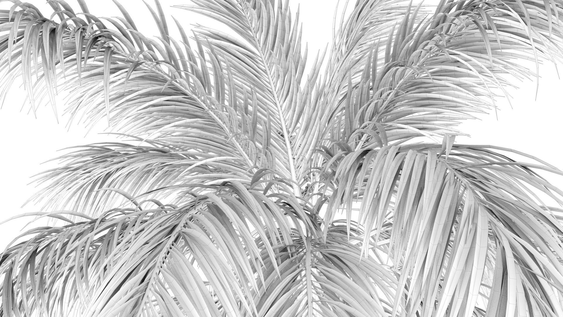 Coconut Palm Tree  Low-poly 3D model_11