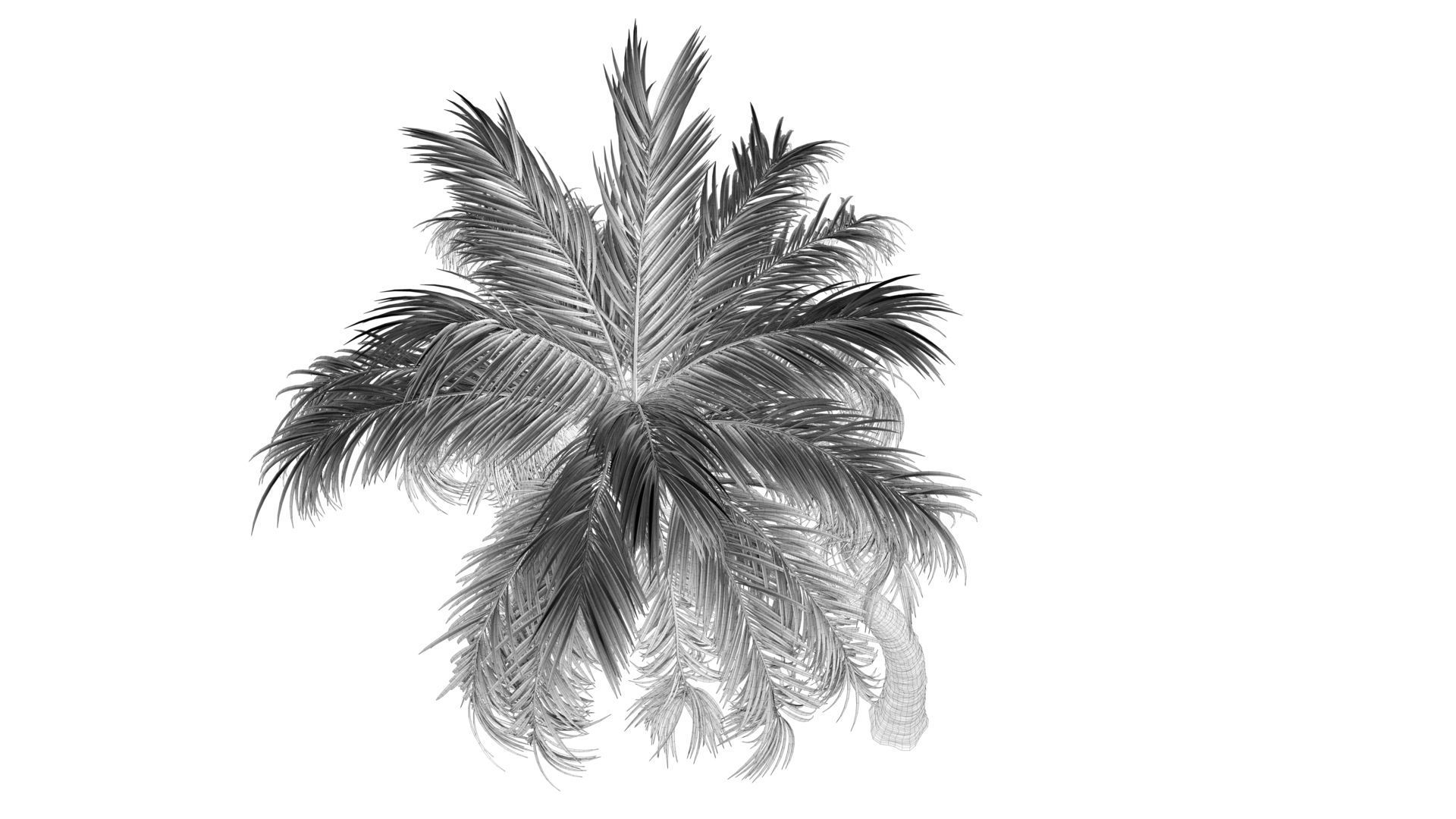 Coconut Palm Tree  Low-poly 3D model_9
