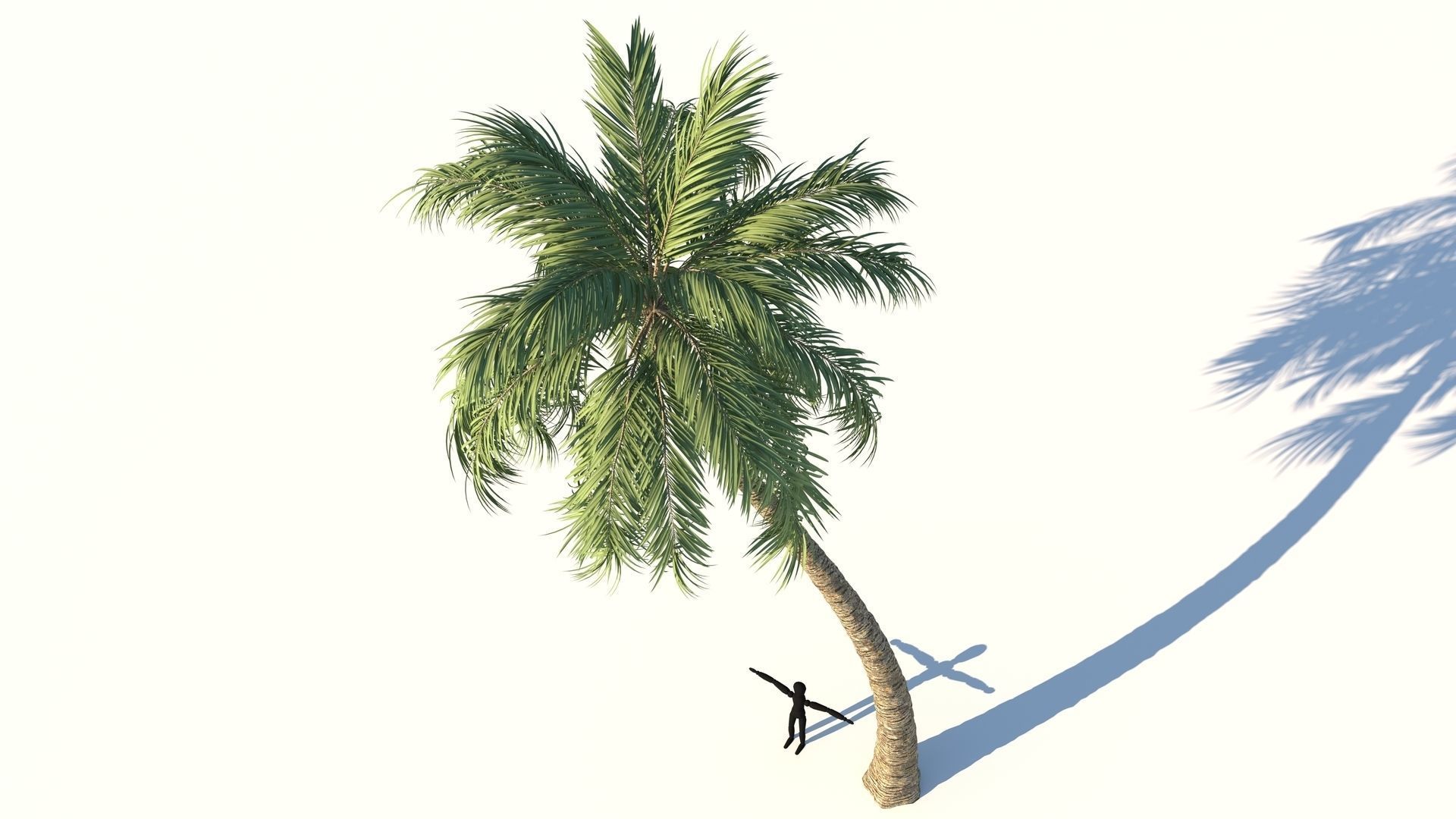 Coconut Palm Tree  Low-poly 3D model_5
