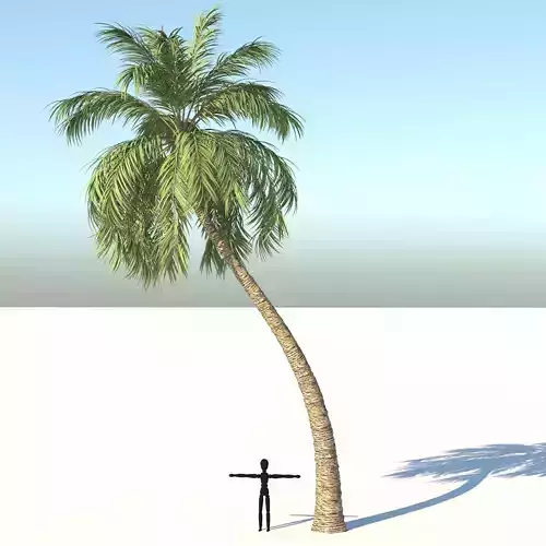 Coconut Palm Tree  Low-poly 3D model