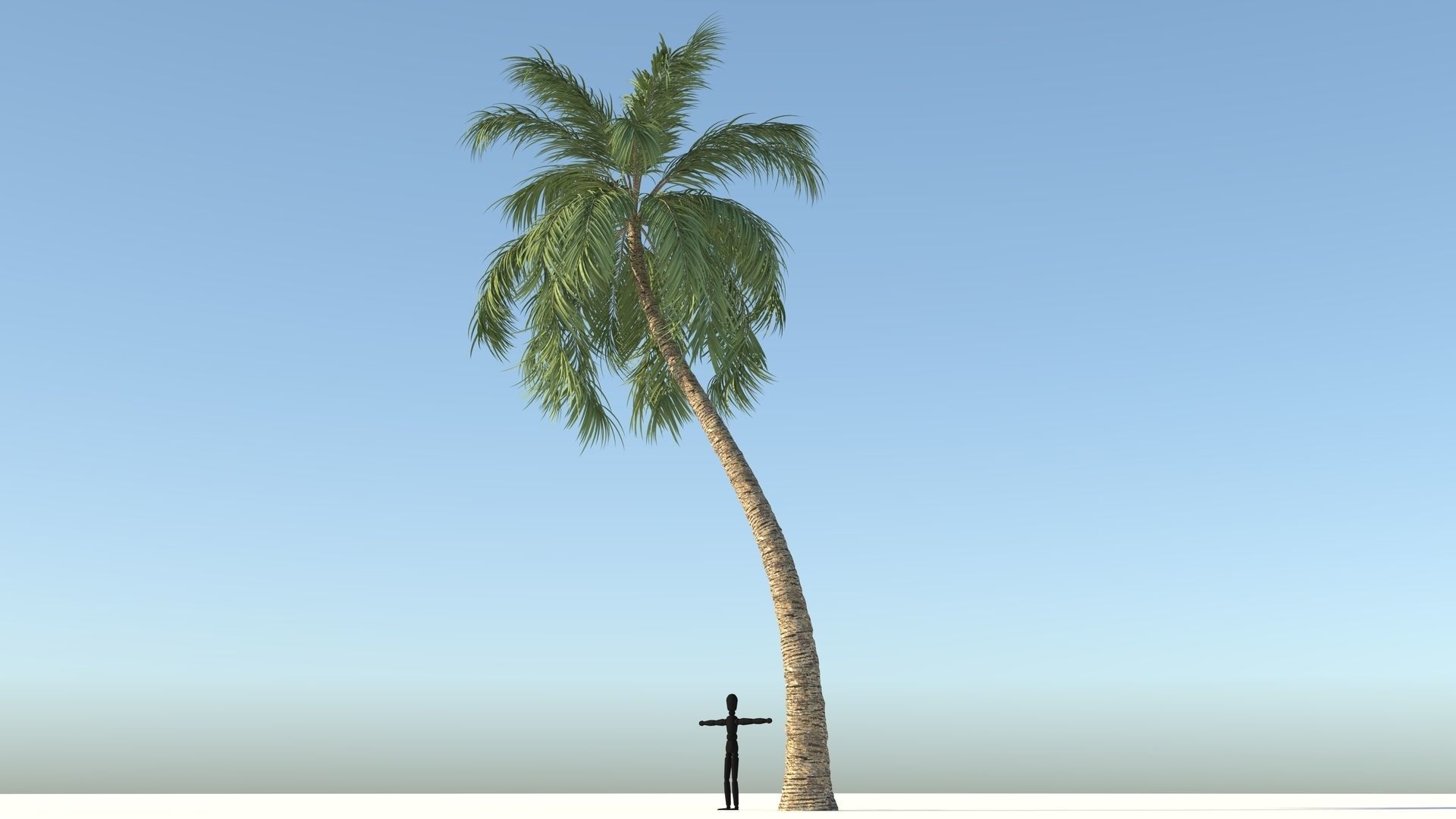 Coconut Palm Tree  Low-poly 3D model_2