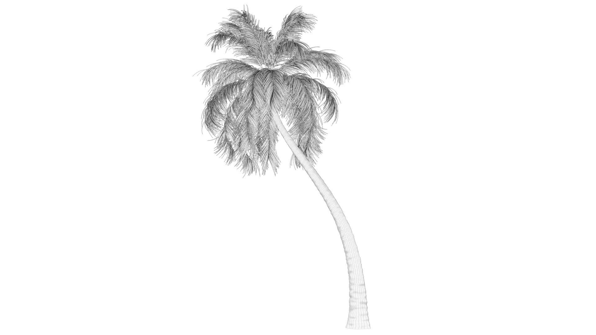 Coconut Palm Tree  Low-poly 3D model_7