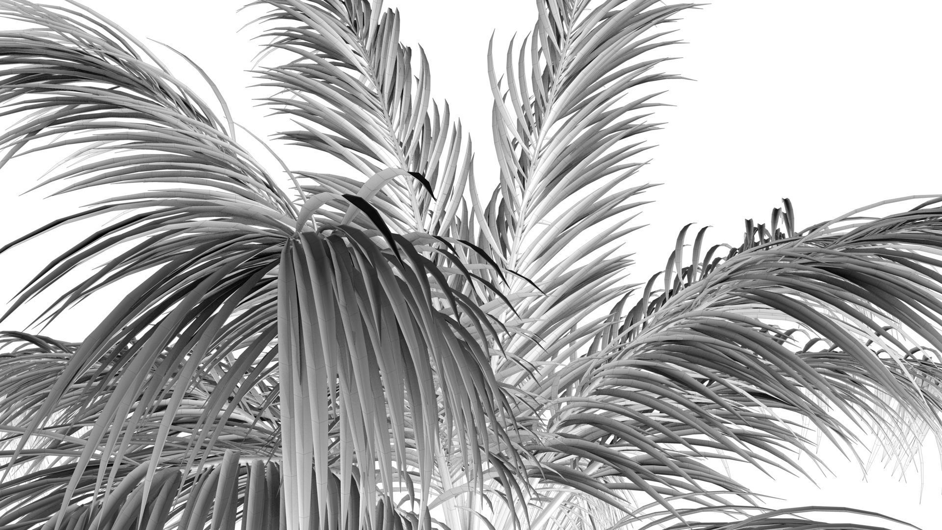 Coconut Palm Tree  Low-poly 3D model_12