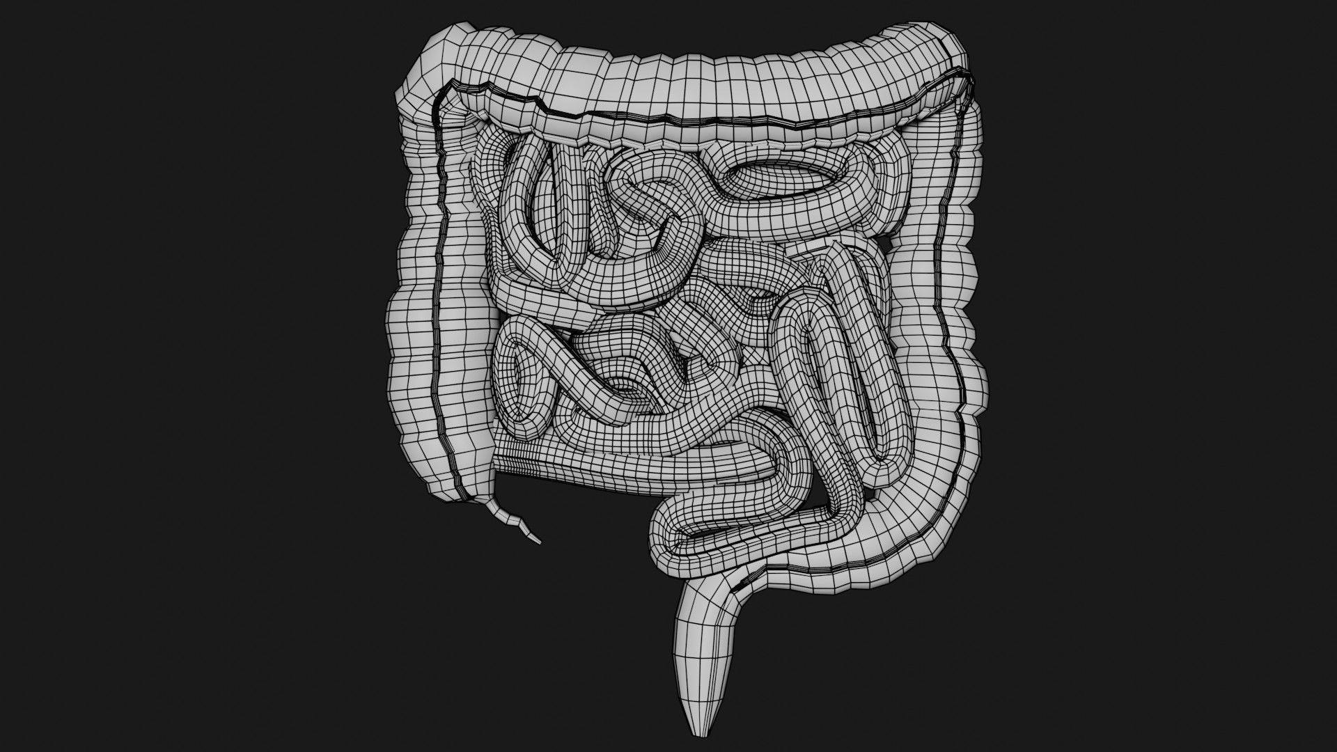 Liver and small and Large intestine  Low-poly 3D model_14