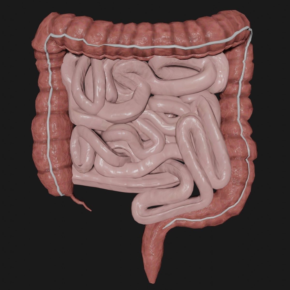 Liver and small and Large intestine  Low-poly 3D model_12