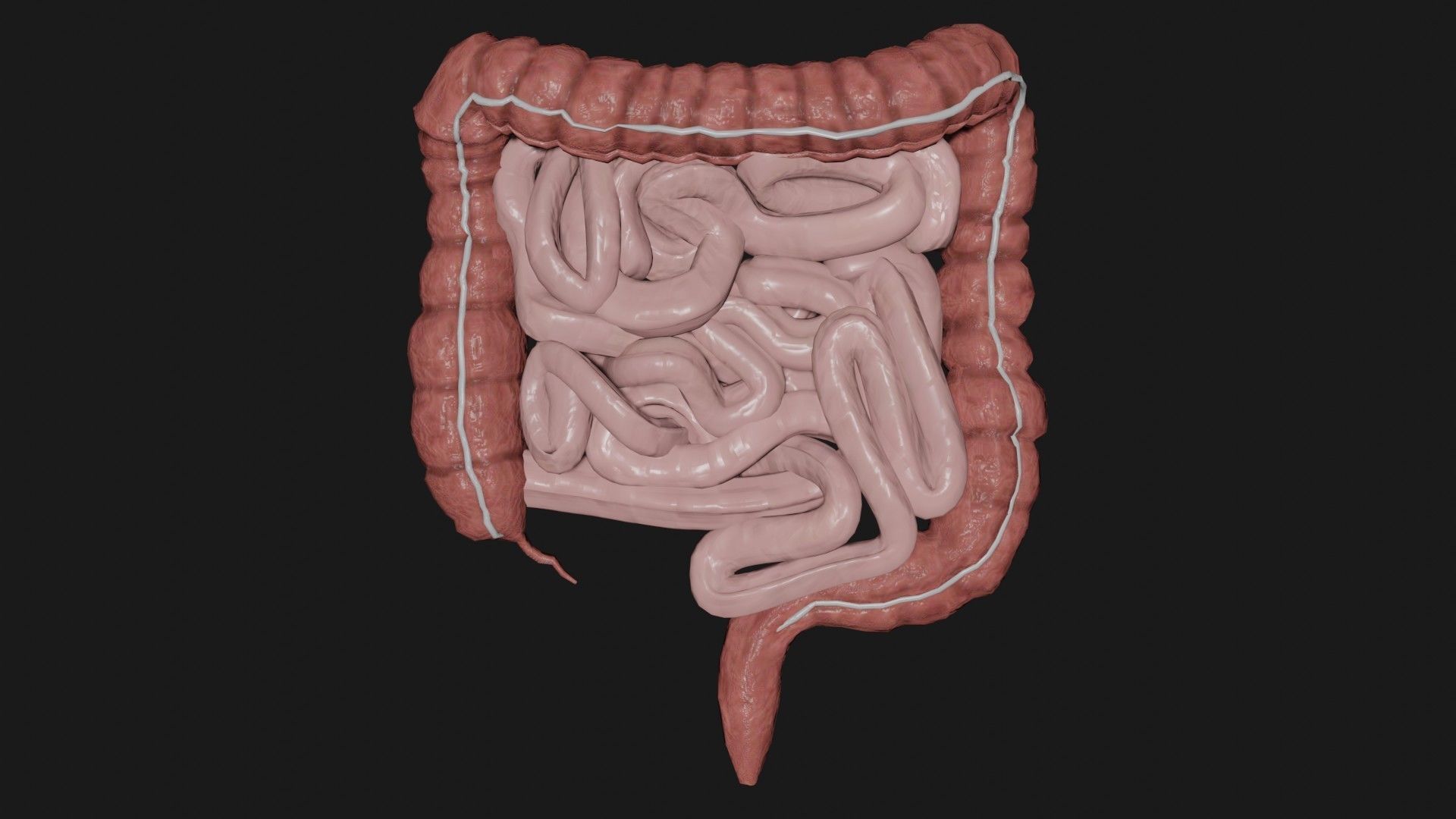 Liver and small and Large intestine  Low-poly 3D model_8