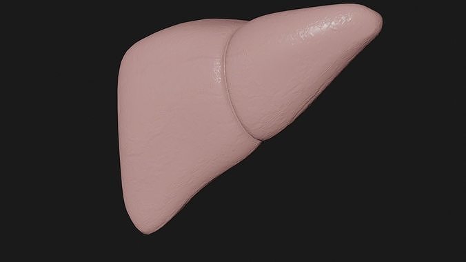 Liver and small and Large intestine  Low-poly 3D model