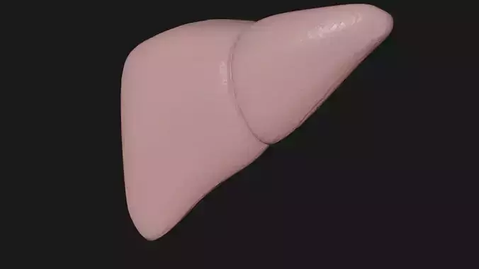 Liver and small and Large intestine  Low-poly 3D model