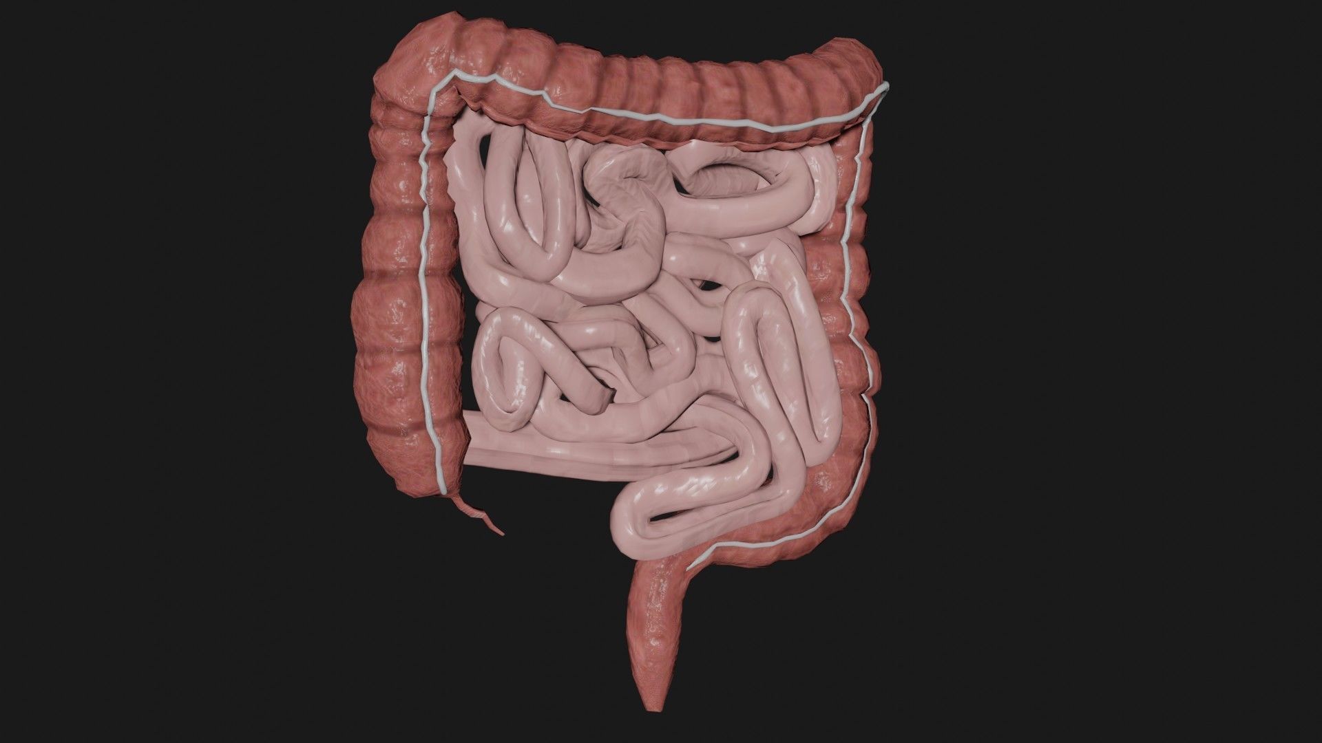 Liver and small and Large intestine  Low-poly 3D model_9