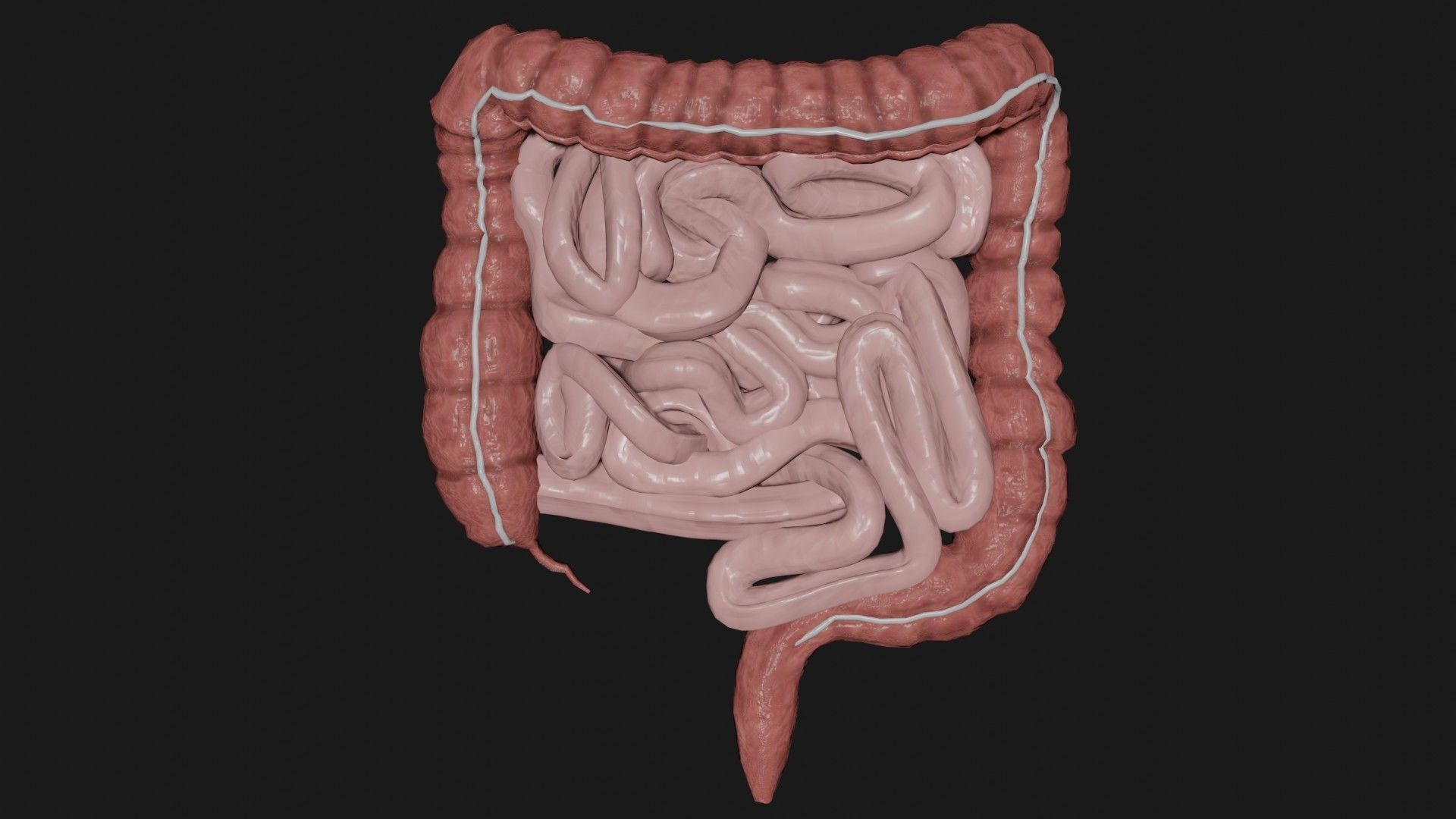 Liver and small and Large intestine  Low-poly 3D model_11