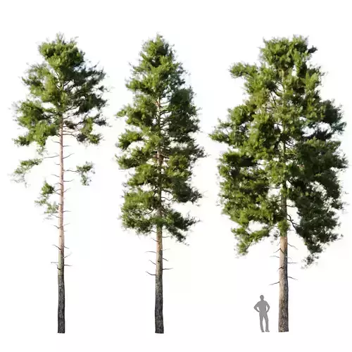 Pinus sylvestris 18m 3D model