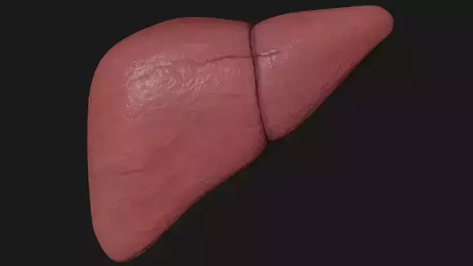 Liver human Low-poly 3D model