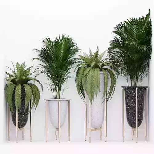 Palm and fern corner