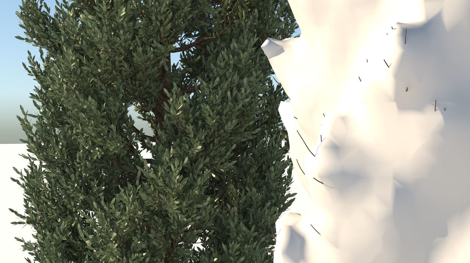 Season Tuscan Cypress Tree 3D model_6