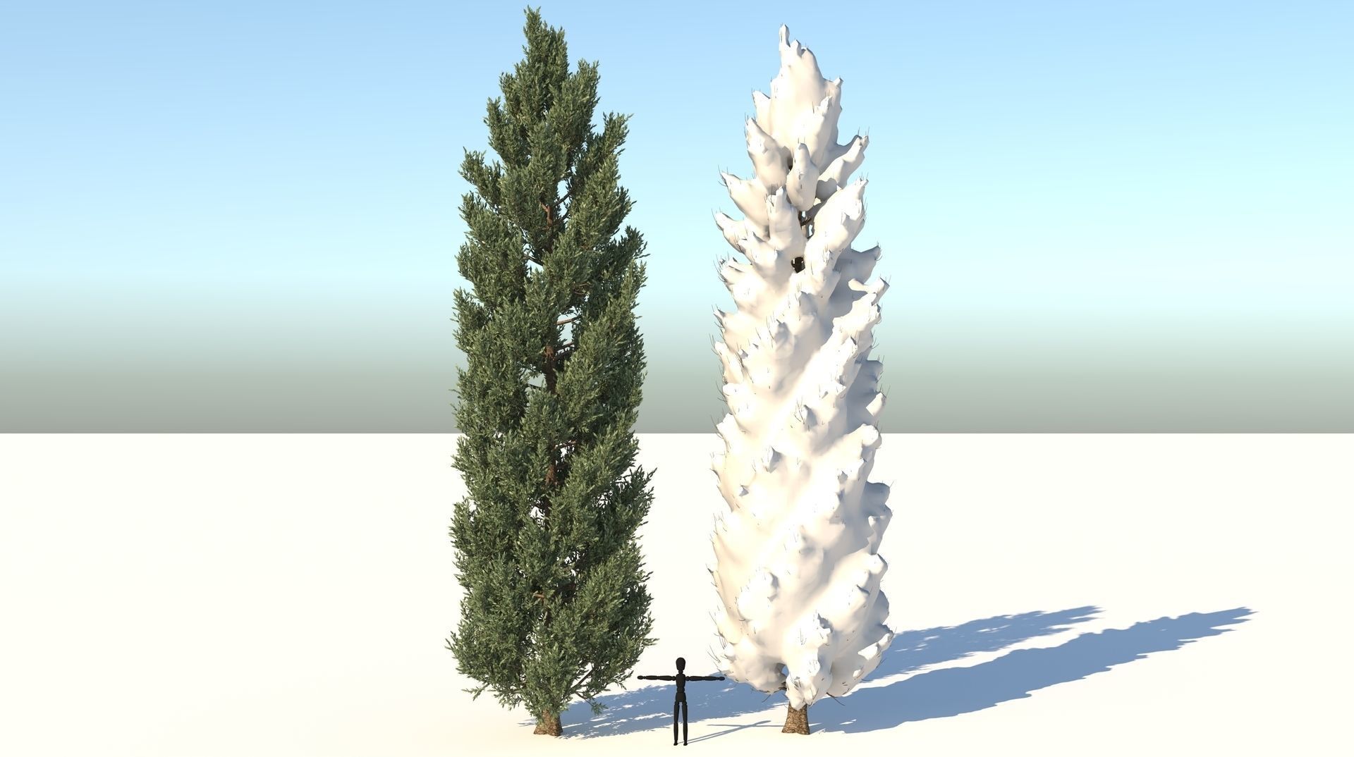 Season Tuscan Cypress Tree 3D model_1